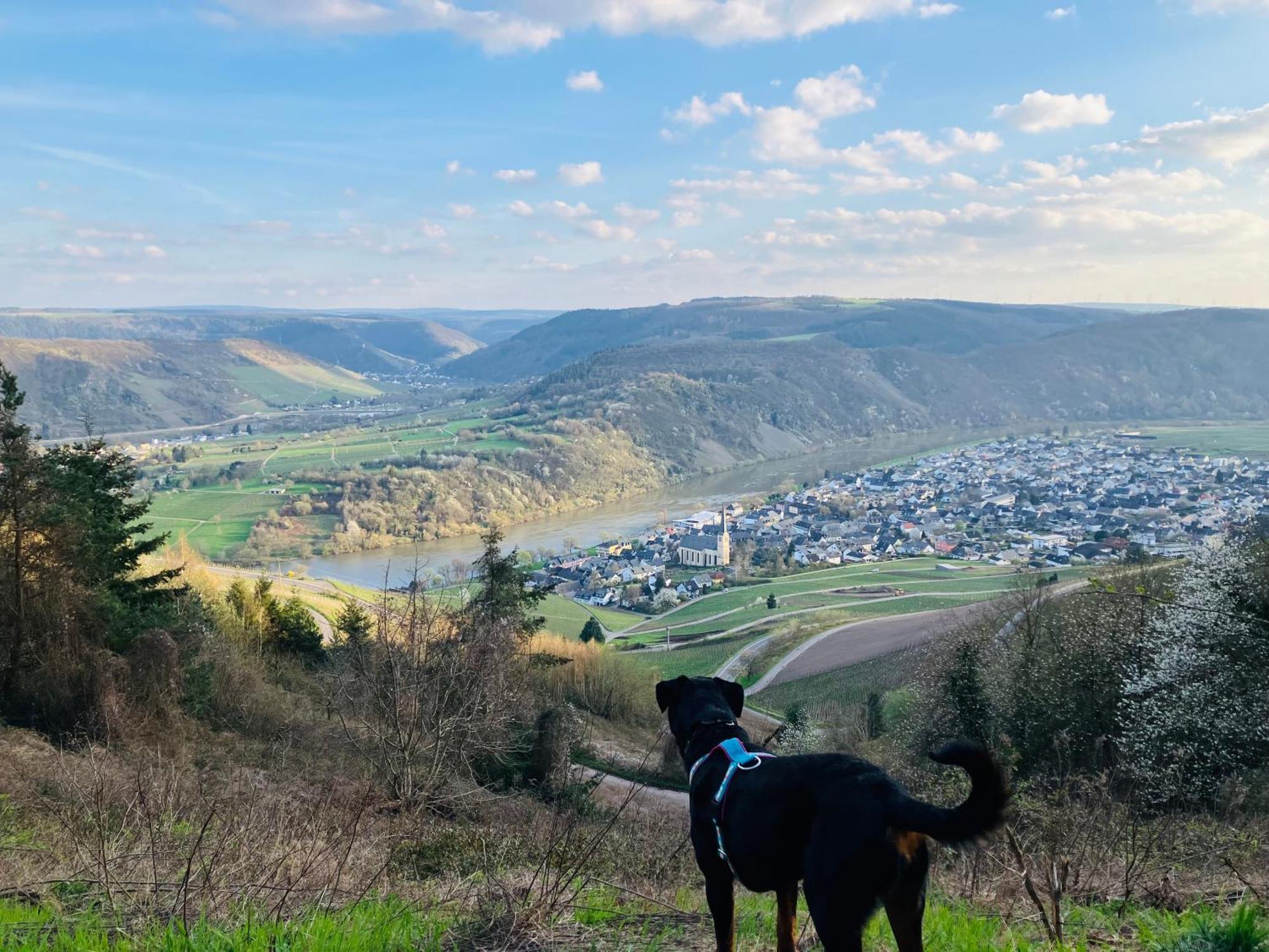 Neu - Ferienwohnungen Im Winzergarten Traben-Trarbach Exteriér fotografie